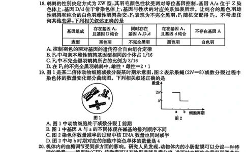 生物试卷-黑龙江省齐齐哈尔市2026届高三上学期1月期末考试（26&mdash;L&mdash;412C）(1)_2026年1月_260111黑龙江省齐齐哈尔市2026届高三上学期1月期末考试（26&mdash;L&mdash;412C）（全科）