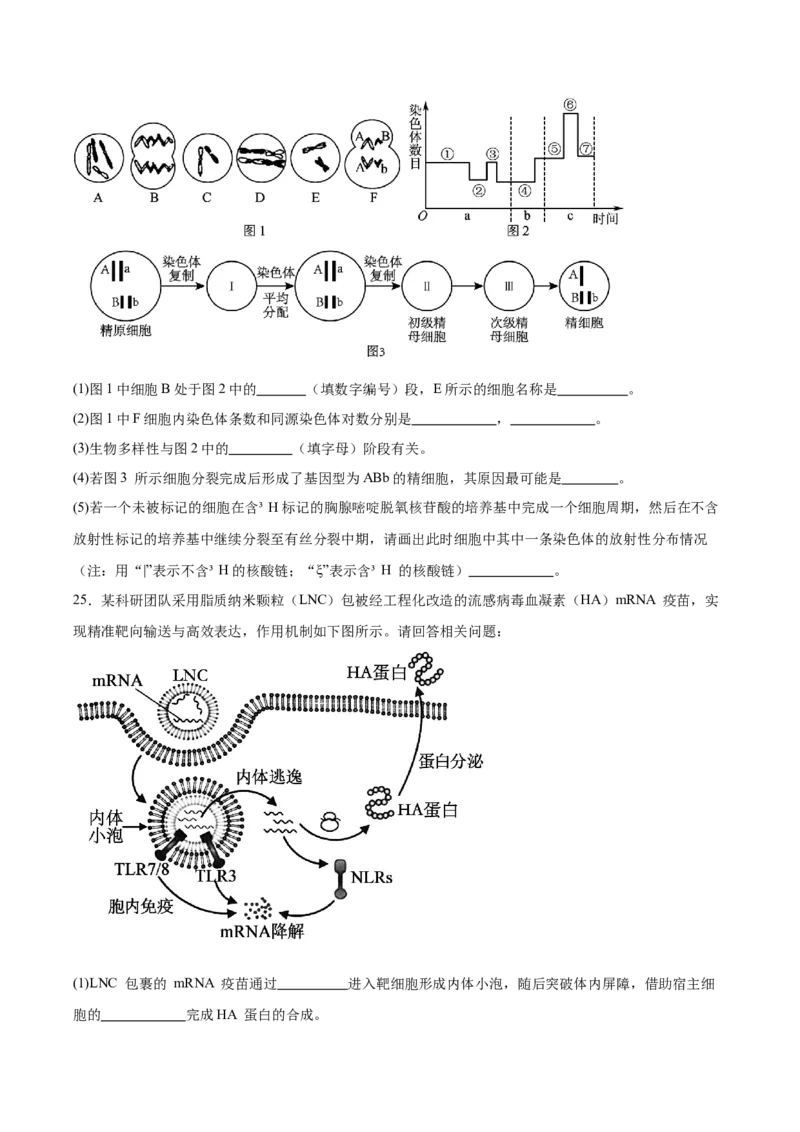 重庆市育才中学校、西南大学附属中学校2025-2026学年高三上学期开学考试生物+答案_2025年9月_250911重庆市育才中学校、西南大学附属中学校2025-2026学年高三上学期开学考试（全科）
