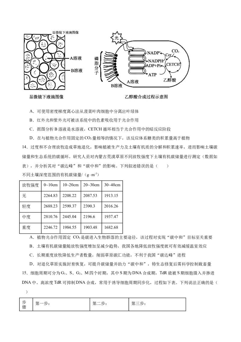 重庆市育才中学校、西南大学附属中学校2025-2026学年高三上学期开学考试生物+答案_2025年9月_250911重庆市育才中学校、西南大学附属中学校2025-2026学年高三上学期开学考试（全科）