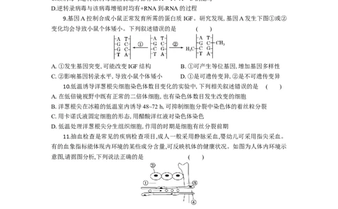高三生物试题考试版_2025年10月_251030湖北省八校2026届高三上学期一模考试（全科）_湖北省八校2026届高三上学期一模考试生物试题（含答案）