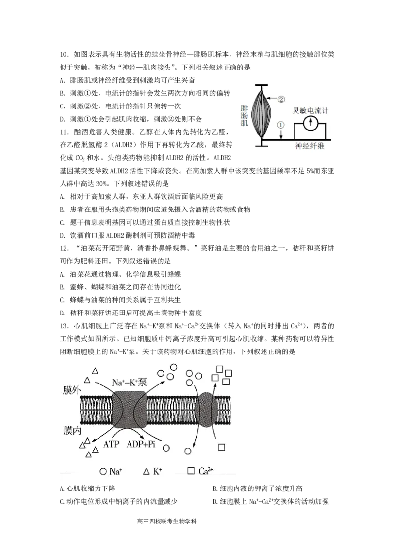 2024届广东省四校高三第一次联考生物(1)_2023年8月_028月合集_2024届广东省四校（深中、华附、省实、广雅）高三上学期第一次联考