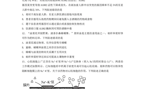 2024届广东省四校高三第一次联考生物(1)_2023年8月_028月合集_2024届广东省四校（深中、华附、省实、广雅）高三上学期第一次联考