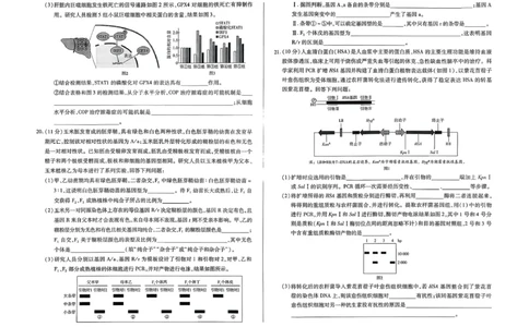 2026届河南省新乡市、鹤壁市、安阳市、焦作市高三一模-生物(1)_2026年1月_2601132026届河南省新乡市、鹤壁市、安阳市、焦作市高三一模（全）