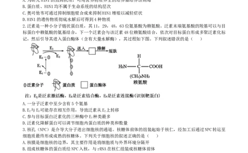 辽宁省实验中学2026届高三上学期10月第二次模拟生物试卷（含答案）_2025年10月_12026年试卷教辅资源等多个文件_251020辽宁省实验中学2026届高三上学期10月第二次模拟