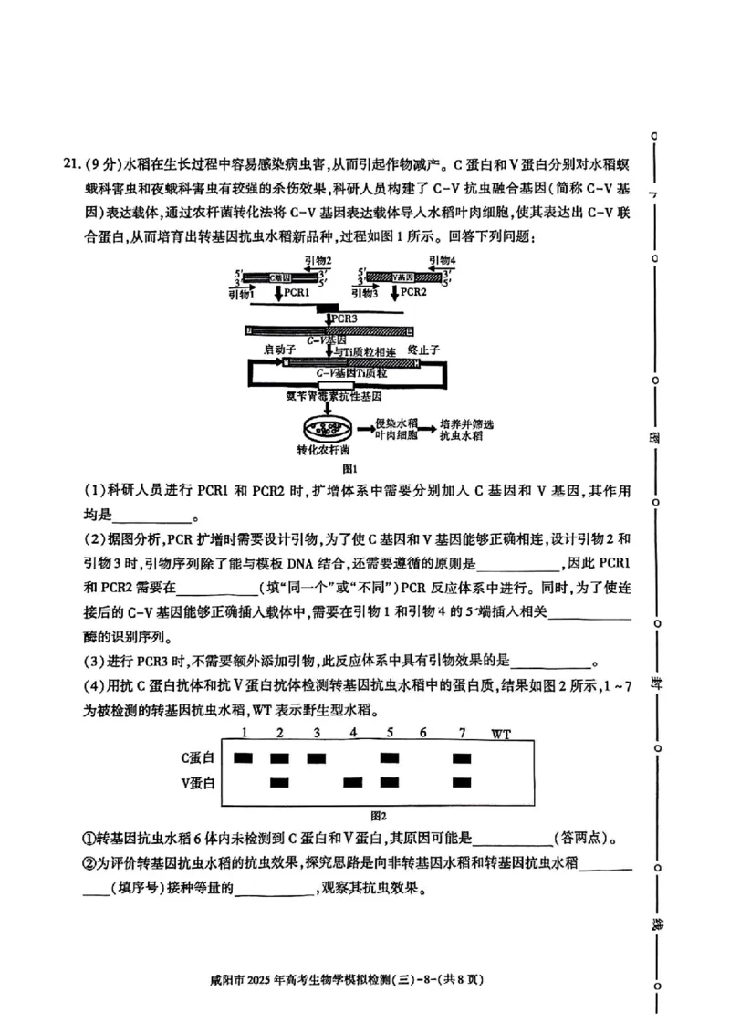 陕西省咸阳市2025届高三下学期高考模拟检测（三）生物试题（含答案）_2025年5月_0501陕西省咸阳市2025年高考模拟检测（三）（咸阳三模）（全科）