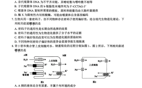 2026届苏北四市（徐州、淮安、连云港、宿迁）一模生物卷+答案(1)_2026年1月_260130江苏省2026届苏北四市（徐州、淮安、连云港、宿迁）一模（全科）