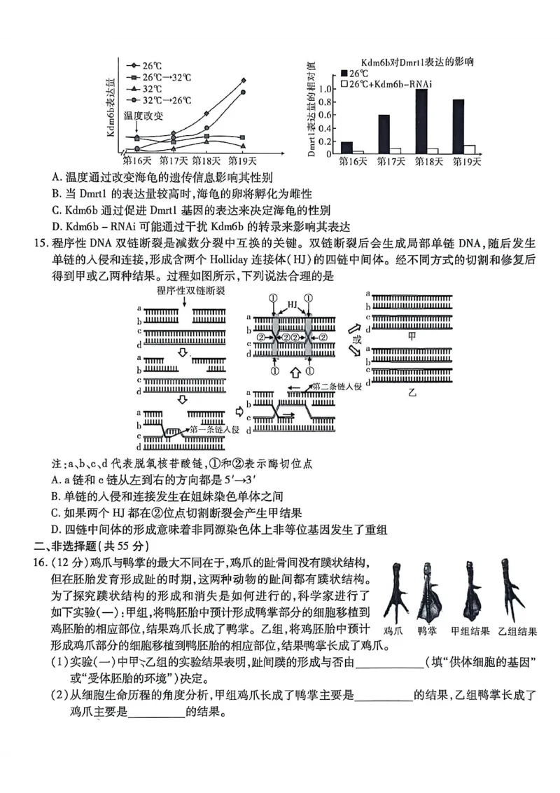 生物南开中学2026届高三第五次质量检测试卷(1)_2026年1月_260105重庆市南开中学2026届高三第五次质量检测（全科）