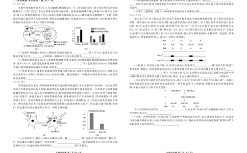 高三生物电子文件高三生物正文（2026届高三年级11月份联考）_2025年11月_251126广东衡水金卷2026届高三11月份联考（全科）_广东衡水金卷2026届高三11月份联考生物（含答案）