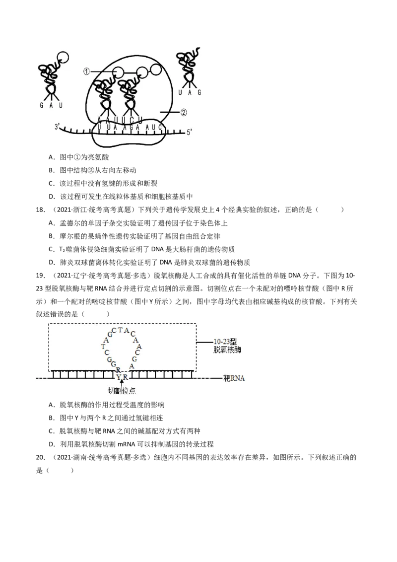 专题10遗传的分子基础（原卷卷）_近10年高考真题汇编（必刷）_十年（2014-2024）高考生物真题分项汇编（全国通用）_十年（2014-2023）高考生物真题分项汇编（全国通用）