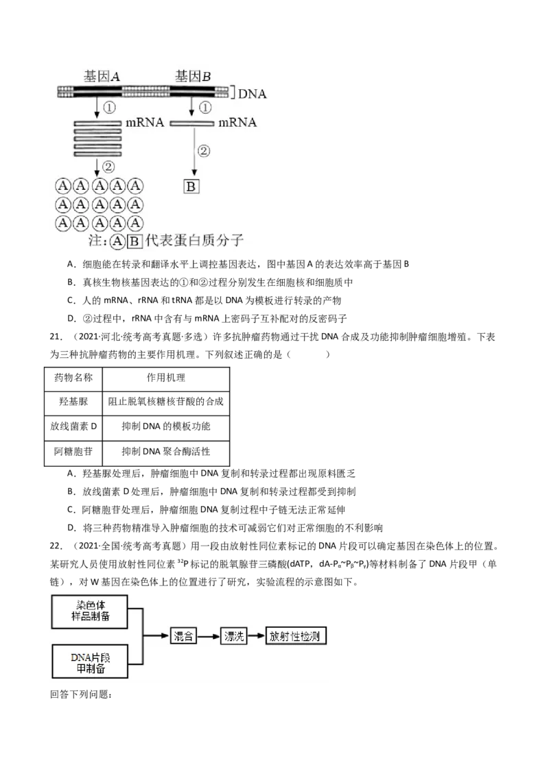 专题10遗传的分子基础（原卷卷）_近10年高考真题汇编（必刷）_十年（2014-2024）高考生物真题分项汇编（全国通用）_十年（2014-2023）高考生物真题分项汇编（全国通用）