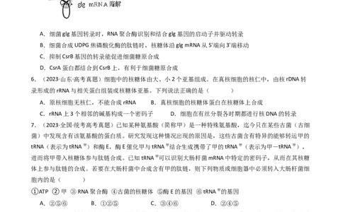 专题10遗传的分子基础（原卷卷）_近10年高考真题汇编（必刷）_十年（2014-2024）高考生物真题分项汇编（全国通用）_十年（2014-2023）高考生物真题分项汇编（全国通用）