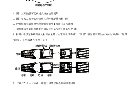 2024年重庆新课标高考生物试卷（原卷版）_高考真题全网收集_生物学_2024年新高考重庆卷生物高考真题解析（参考版）