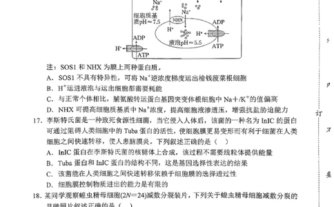 辽宁省重点高中沈阳市郊联体2026届高三年级10月月考+生物试题（含答案）_2025年10月_12026年试卷教辅资源等多个文件