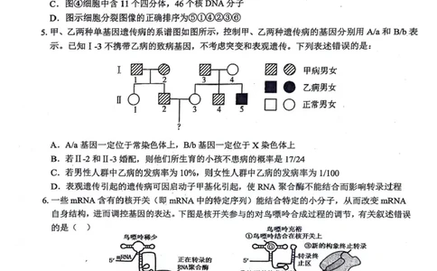 安徽师范大学附属中学2024届高三下学期最后一卷（三模）生物试题(无答案)(1)_2024年6月(1)_026月合集_2024届安徽师大附中高三下学期最后一卷（三模）