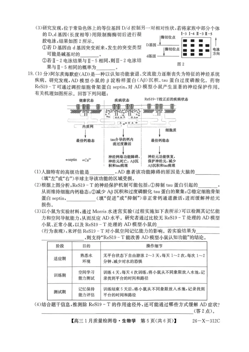 生物试卷-卓越联盟2025-2026学年高三1月质量检测（26-X-312C）(1)_2026年1月_260115山西三晋卓越联盟2025-2026学年高三1月质量检测（26-X-312C）（全科）