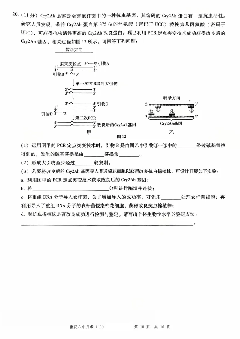 重庆八中（二）生物试卷_2025年10月_12026年试卷教辅资源等多个文件_251029重庆市第八中学2026届高考适应性月考卷（二）（全科）