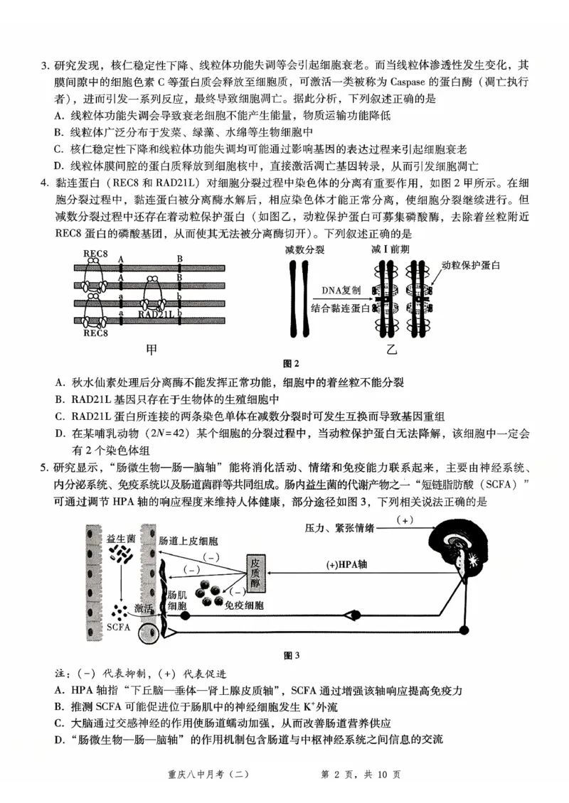 重庆八中（二）生物试卷_2025年10月_12026年试卷教辅资源等多个文件_251029重庆市第八中学2026届高考适应性月考卷（二）（全科）