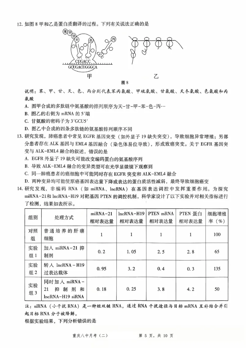 重庆八中（二）生物试卷_2025年10月_12026年试卷教辅资源等多个文件_251029重庆市第八中学2026届高考适应性月考卷（二）（全科）