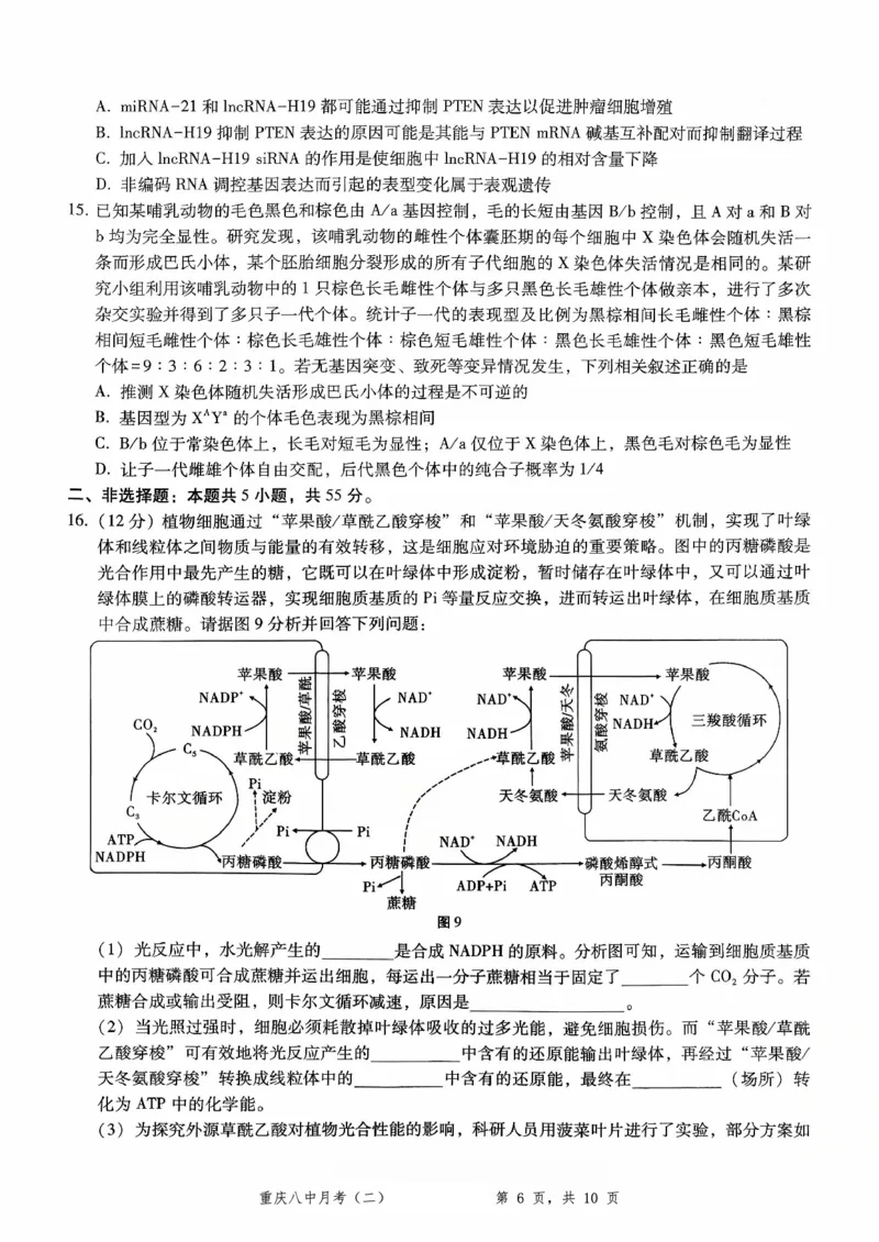 重庆八中（二）生物试卷_2025年10月_12026年试卷教辅资源等多个文件_251029重庆市第八中学2026届高考适应性月考卷（二）（全科）