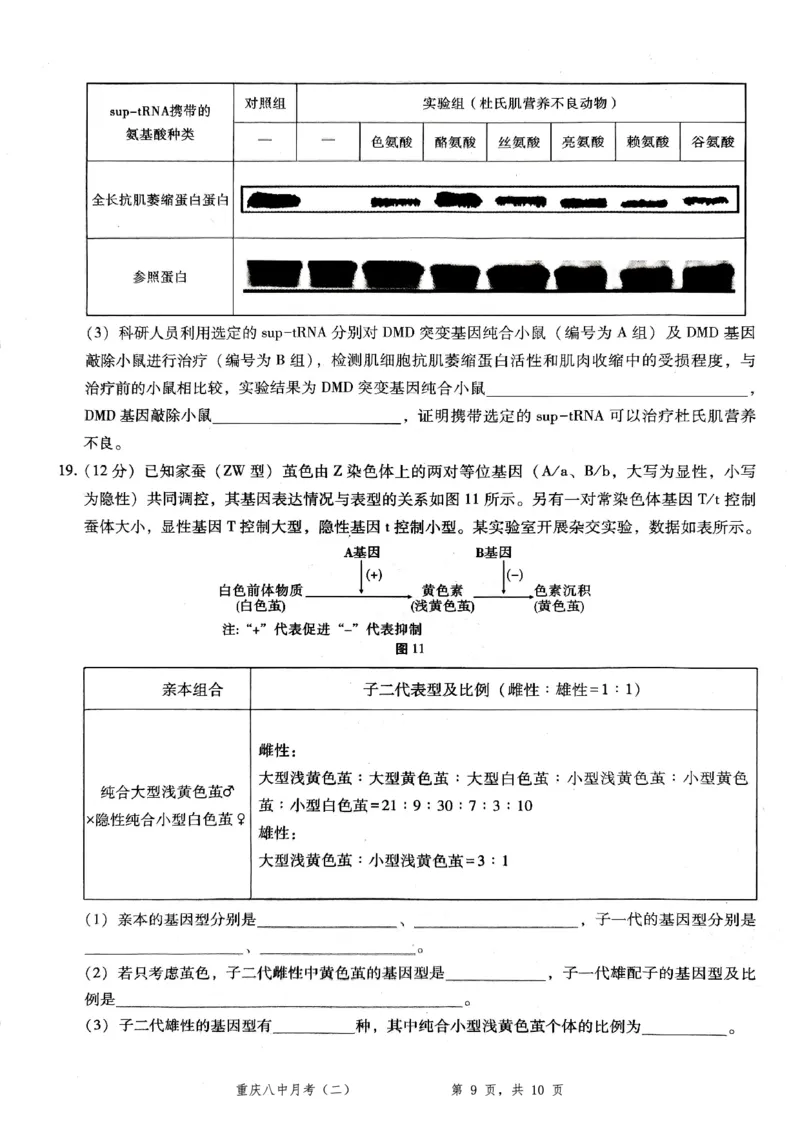 重庆八中（二）生物试卷_2025年10月_12026年试卷教辅资源等多个文件_251029重庆市第八中学2026届高考适应性月考卷（二）（全科）