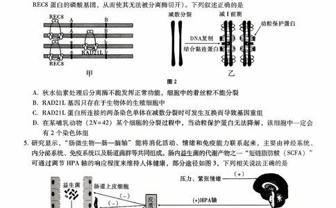 重庆八中（二）生物试卷_2025年10月_12026年试卷教辅资源等多个文件_251029重庆市第八中学2026届高考适应性月考卷（二）（全科）