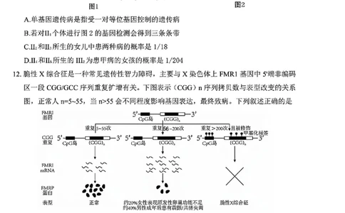 生物试卷-四川省&ldquo;元三维大联考&rdquo;2023级高三第二次诊断考试(1)_2026年1月_260124（绵阳二诊B）四川省&ldquo;元三维大联考&rdquo;2023级高三第二次诊断考试（全科）
