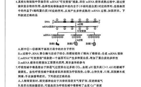 NT名校联合体2025-2026学年高三上学期1月月考生物(1)_2026年1月_260115河北省NT名校联合体2025-2026学年高三上学期1月月考（全科）