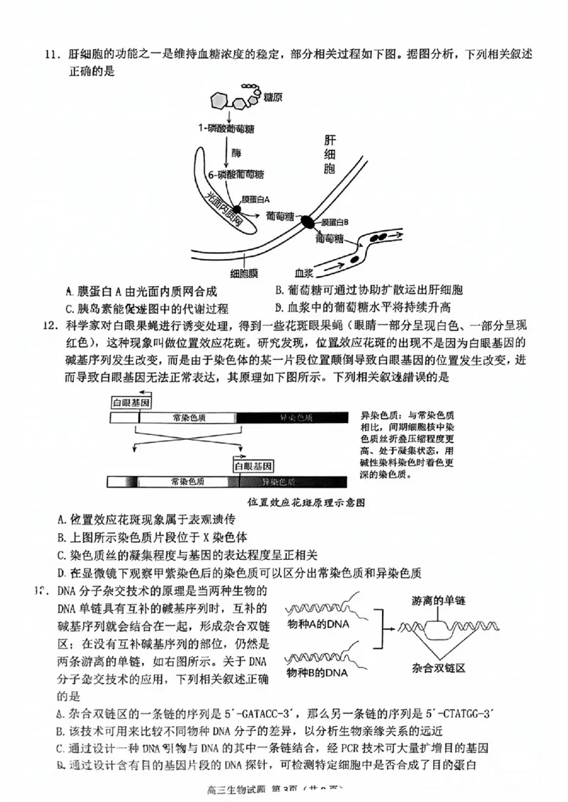 2024届福建省泉州市高中毕业班质量检测（一）生物_2023年8月_01每日更新_30号_2024届福建省泉州市高中毕业班质量检测（一）_福建卷2024届福建省泉州市高中毕业班质量检测（一）
