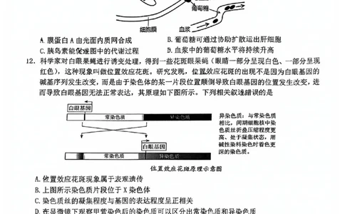2024届福建省泉州市高中毕业班质量检测（一）生物_2023年8月_01每日更新_30号_2024届福建省泉州市高中毕业班质量检测（一）_福建卷2024届福建省泉州市高中毕业班质量检测（一）