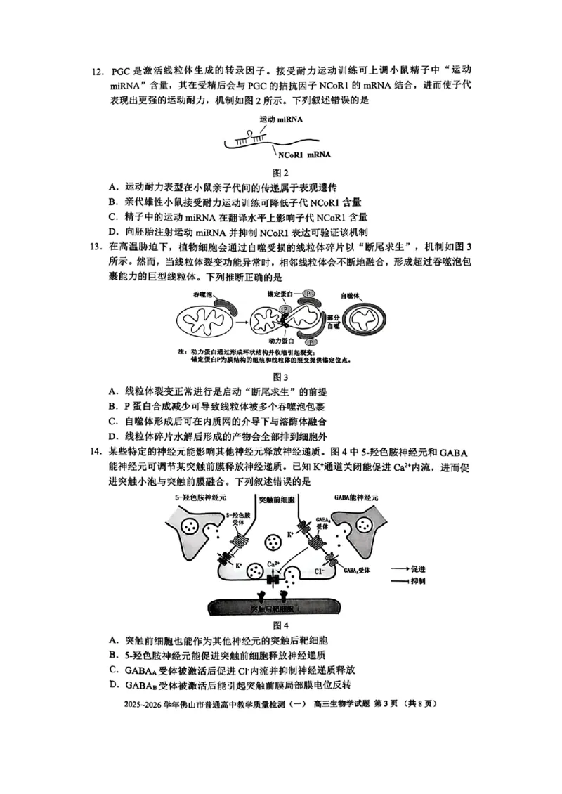 广东省佛山市普通高中2026届高三上学期教学质量检测(一)生物试卷+答案(1)_2026年1月_260129广东省佛山市普通高中2026届高三上学期教学质量检测（一）（全科）