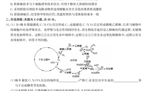 生物-第5次质量检测（AG）(1)_2026年1月_260114安徽省九师联盟2025-2026学年高三（1月）第五次质量检测（全）