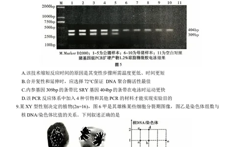 重庆市第八中学2026届高三9月高考适应性月考卷（一）生物试卷（含答案）_2025年9月_250927重庆市第八中学校2025-2026学年高三上学期9月月考