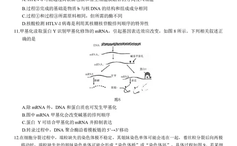 重庆市第八中学2026届高三9月高考适应性月考卷（一）生物试卷（含答案）_2025年9月_250927重庆市第八中学校2025-2026学年高三上学期9月月考