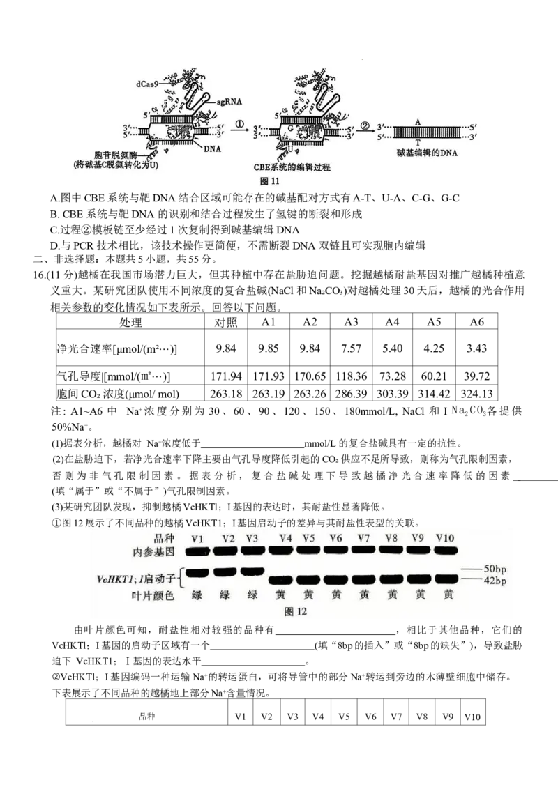 重庆市第八中学2026届高三9月高考适应性月考卷（一）生物试卷（含答案）_2025年9月_250927重庆市第八中学校2025-2026学年高三上学期9月月考