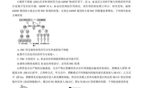 重庆巴蜀中学2026届高三9月适应性月考（二）生物试卷（含答案）_2025年9月_250927重庆巴蜀中学2026届高三9月高考适应性月考卷（二）（全科）