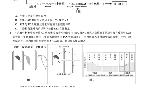 高2025届2024-2025学年（下）高考模拟考试（二）生物_2025年5月_250527重庆市育才中学高2025届2024-2025学年（下）高考模拟考试（二）（全科）
