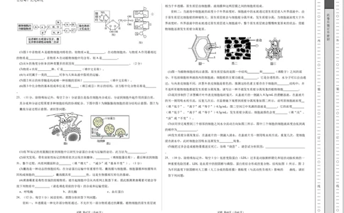 高一生物期中模拟卷03测试范围：人教版2019第1~4章（考试版A3）（新高考通用）_1多考区联考试卷_1014高一期中模拟卷（新高考通用）黄金卷：2024-2025学年高一上学期期中模拟考试