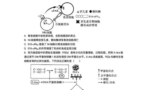 绵阳南山中学实验学校2025-2026学年高三上学期1月月考生物试题含答案(1)_2026年1月_260116四川省绵阳南山中学实验学校2025-2026学年高三上学期1月月考