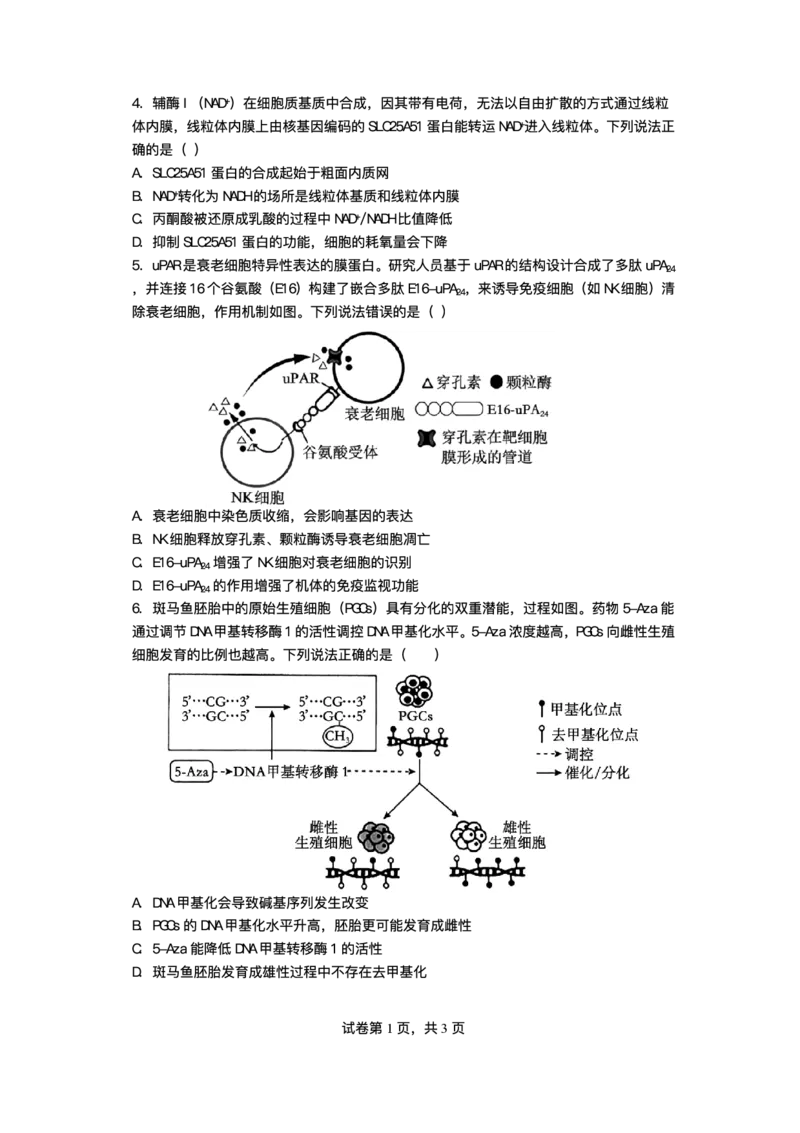 绵阳南山中学实验学校2025-2026学年高三上学期1月月考生物试题含答案(1)_2026年1月_260116四川省绵阳南山中学实验学校2025-2026学年高三上学期1月月考