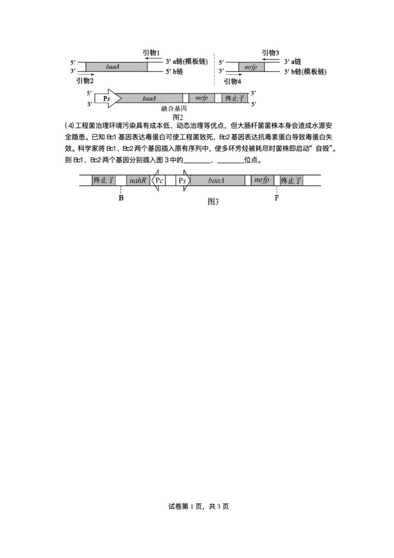 绵阳南山中学实验学校2025-2026学年高三上学期1月月考生物试题含答案(1)_2026年1月_260116四川省绵阳南山中学实验学校2025-2026学年高三上学期1月月考