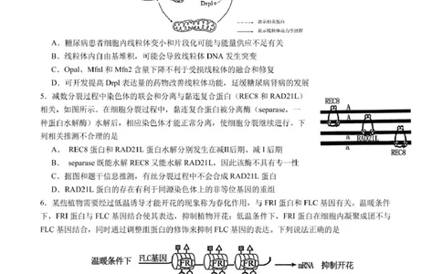 辽宁省实验中学2025届高三下学期第四次模拟考试生物试卷（含答案）_2025年5月_250521辽宁省实验中学2025届高三下学期第四次模拟考试（全科）