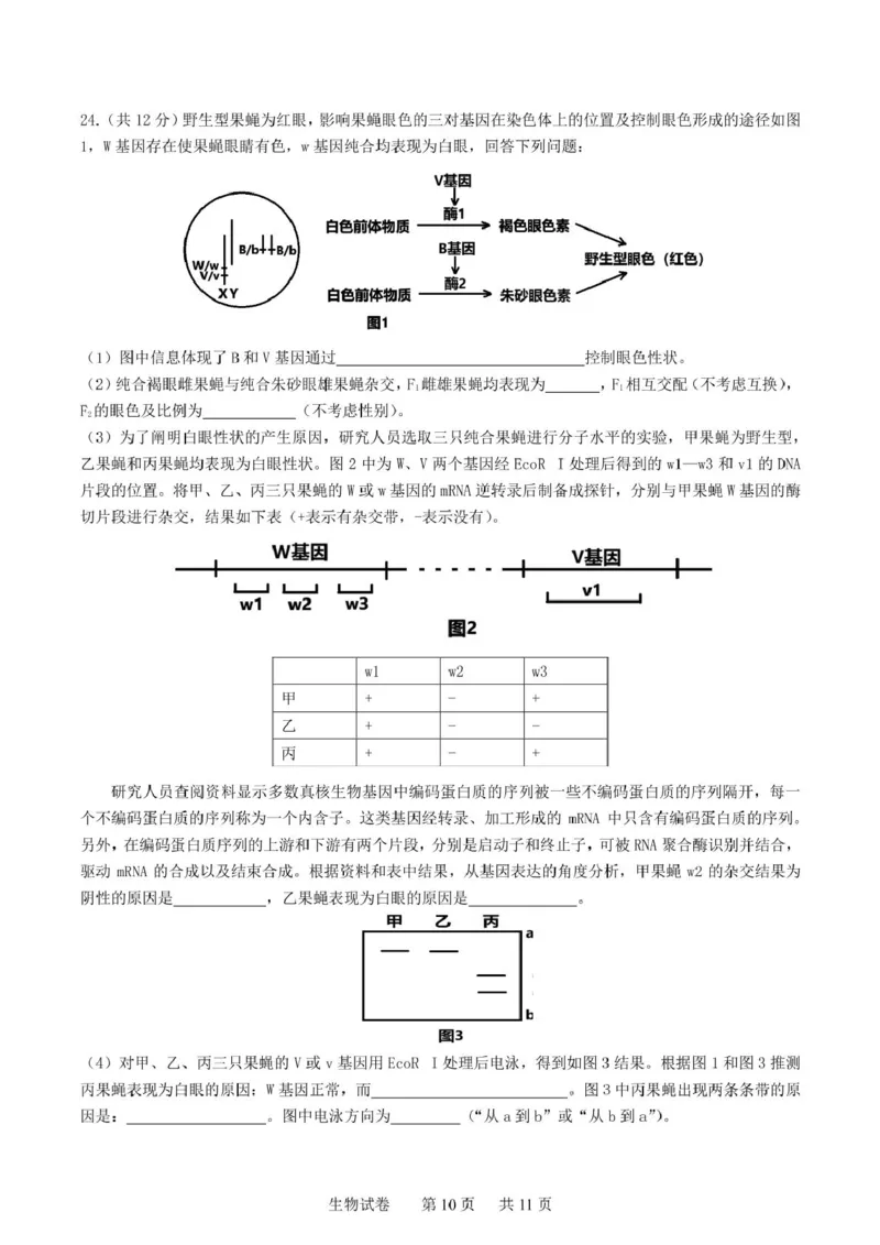 辽宁省实验中学2025届高三下学期第四次模拟考试生物试卷（含答案）_2025年5月_250521辽宁省实验中学2025届高三下学期第四次模拟考试（全科）