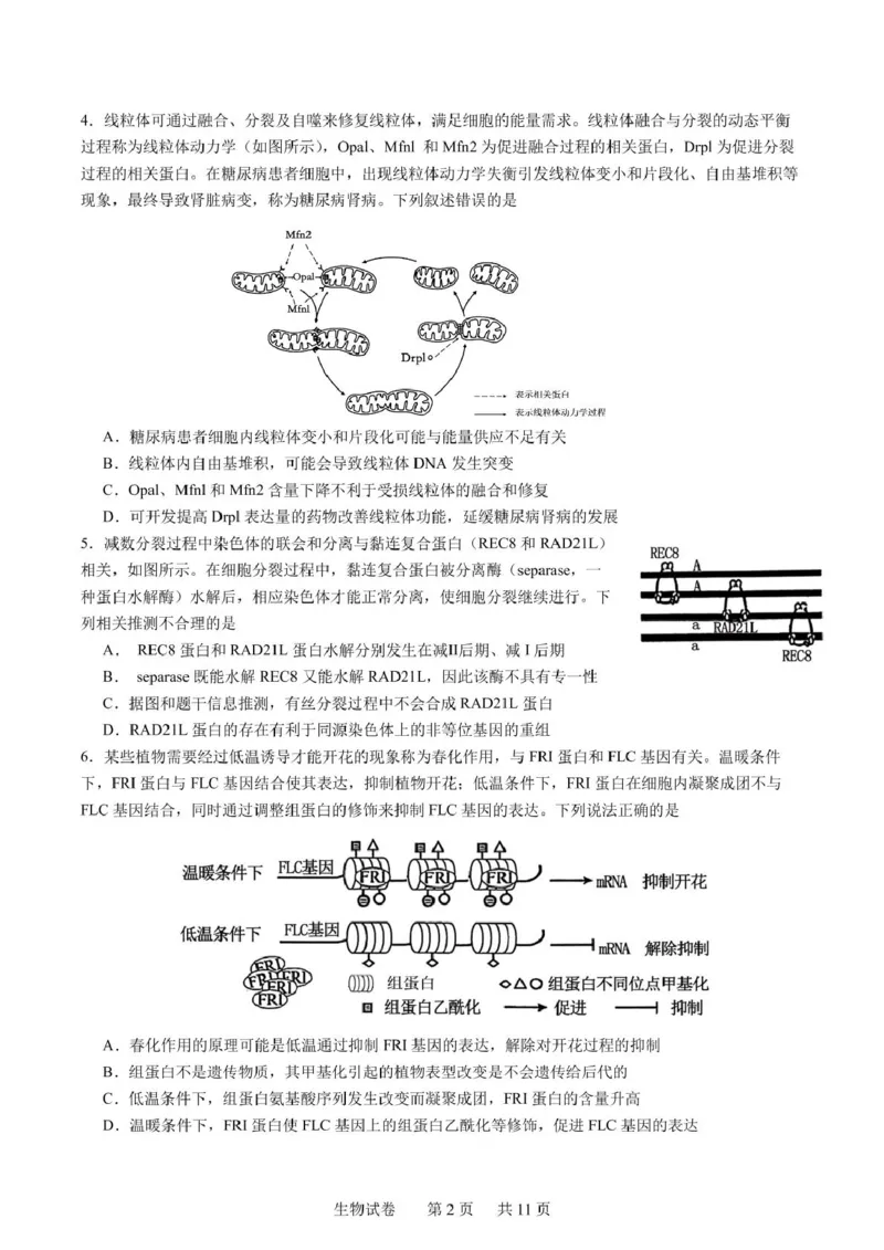辽宁省实验中学2025届高三下学期第四次模拟考试生物试卷（含答案）_2025年5月_250521辽宁省实验中学2025届高三下学期第四次模拟考试（全科）