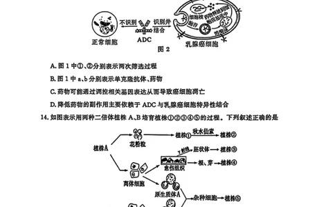 生物试卷江苏省南京市、盐城市2025-2026学年高三上学期期末调研测试(1)_2026年1月_260122江苏省盐城市、南京市2025-2026学年高三上学期期末调研测试（南京盐城一模）（全科）