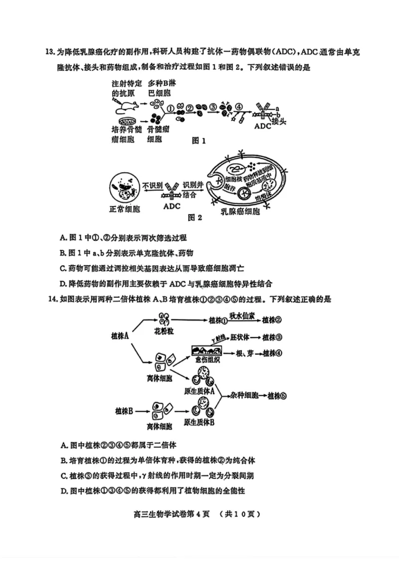 生物试卷江苏省南京市、盐城市2025-2026学年高三上学期期末调研测试(1)_2026年1月_260122江苏省盐城市、南京市2025-2026学年高三上学期期末调研测试（南京盐城一模）（全科）