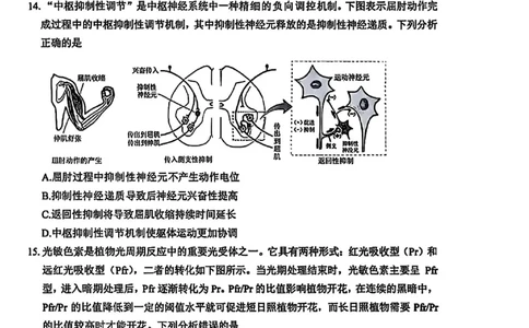 四川省绵阳市2026届高三上学期第二次诊断性考试生物试题（A卷）含答案(1)_2026年1月_260123四川省绵阳市2026届高三上学期第二次诊断性考试（绵阳高三二诊）