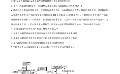 安徽省滁州市定远县育才学校2025-2026学年高三上学期1月月考生物试题（图片版，含答案）(1)_2026年1月_260126安徽省滁州市定远县育才学校2025-2026学年高三上学期1月月考（全科）