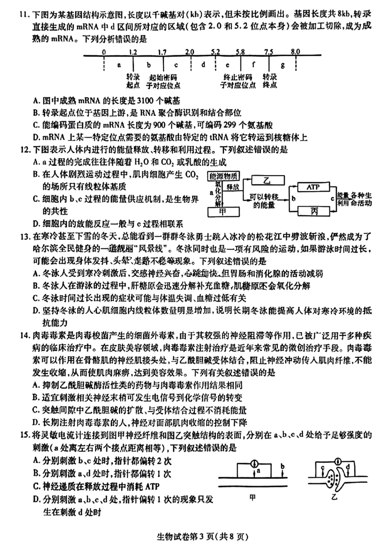 2024届东北三省三校高三下学期第四次联合模拟考试-生物(1)_2024年6月(1)_026月合集_2024届东北三省三校高三下学期第四次联合模拟考试全科