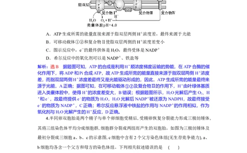 高三生物试题解析版_2025年10月_251030湖北省八校2026届高三上学期一模考试（全科）_湖北省八校2026届高三上学期一模考试生物试题（含答案）
