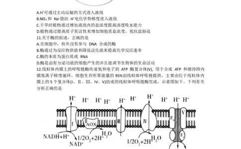 2024届高三一轮复习联考（一)河北卷生物试题_2023年9月_01每日更新_26号_2024届河北卷百师联盟高三一轮复习联考（一）_百师联盟2024届高三轮复习联考（一）河北卷生物